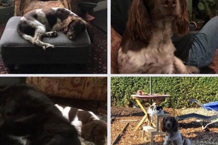 ‘We are heartbroken’: Dog owner issues warning after beloved pet poisoned in York