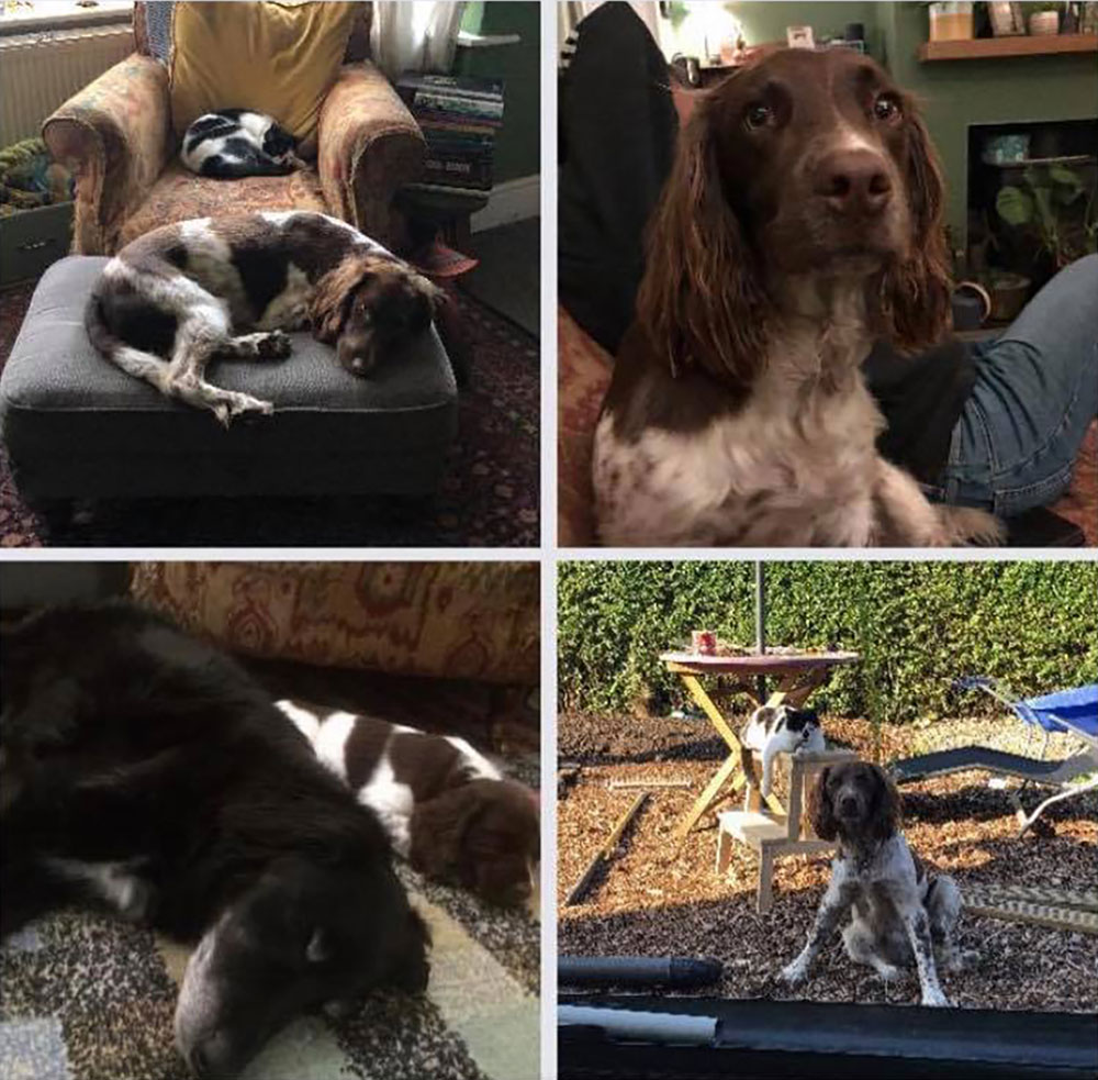 ‘We are heartbroken’: Dog owner issues warning after beloved pet poisoned in York