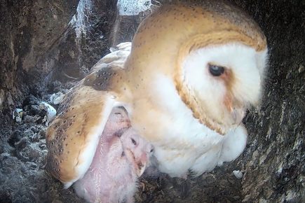 Watch: The antics of eight baby owls help North Yorkshire YouTuber reach 100m views