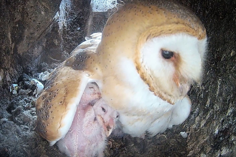 Watch: The antics of eight baby owls help North Yorkshire YouTuber reach 100m views