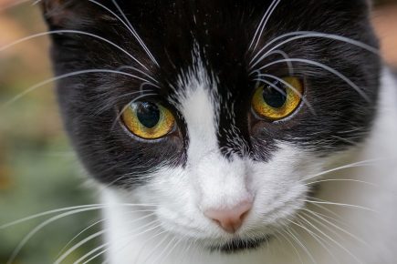 Barcode the cat saved from tree by York firefighters