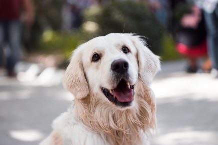 This fundraising day out could be perfect for you and your dog
