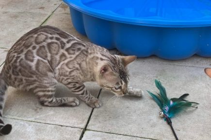 New kit on the block! Geri moves into the home of the much-missed York Minster cat