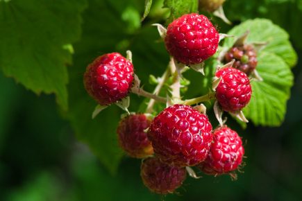 ‘Please stop coming!’ Hundreds turn up at farm after free raspberries offer goes viral