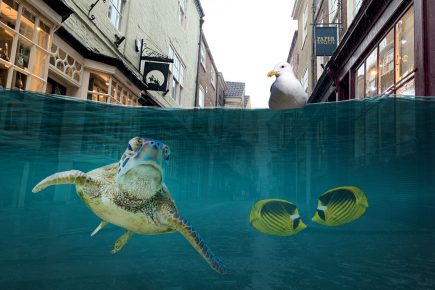 Climate change won’t leave Shambles underwater – but it could create a York beach