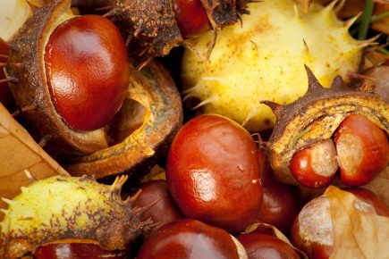 Get ready for a top bash! York pub hosts city conker championship