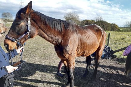 Video: Mum and daughter banned from keeping horses after RSPCA discovers this near York