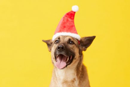 Calling all dog owners – Santa Paws is coming to town!