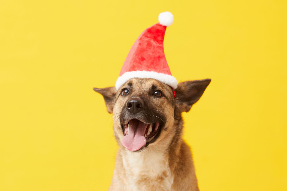 Calling all dog owners – Santa Paws is coming to town!
