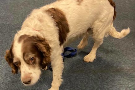 Faulty chip causes problems finding this dog’s family in York