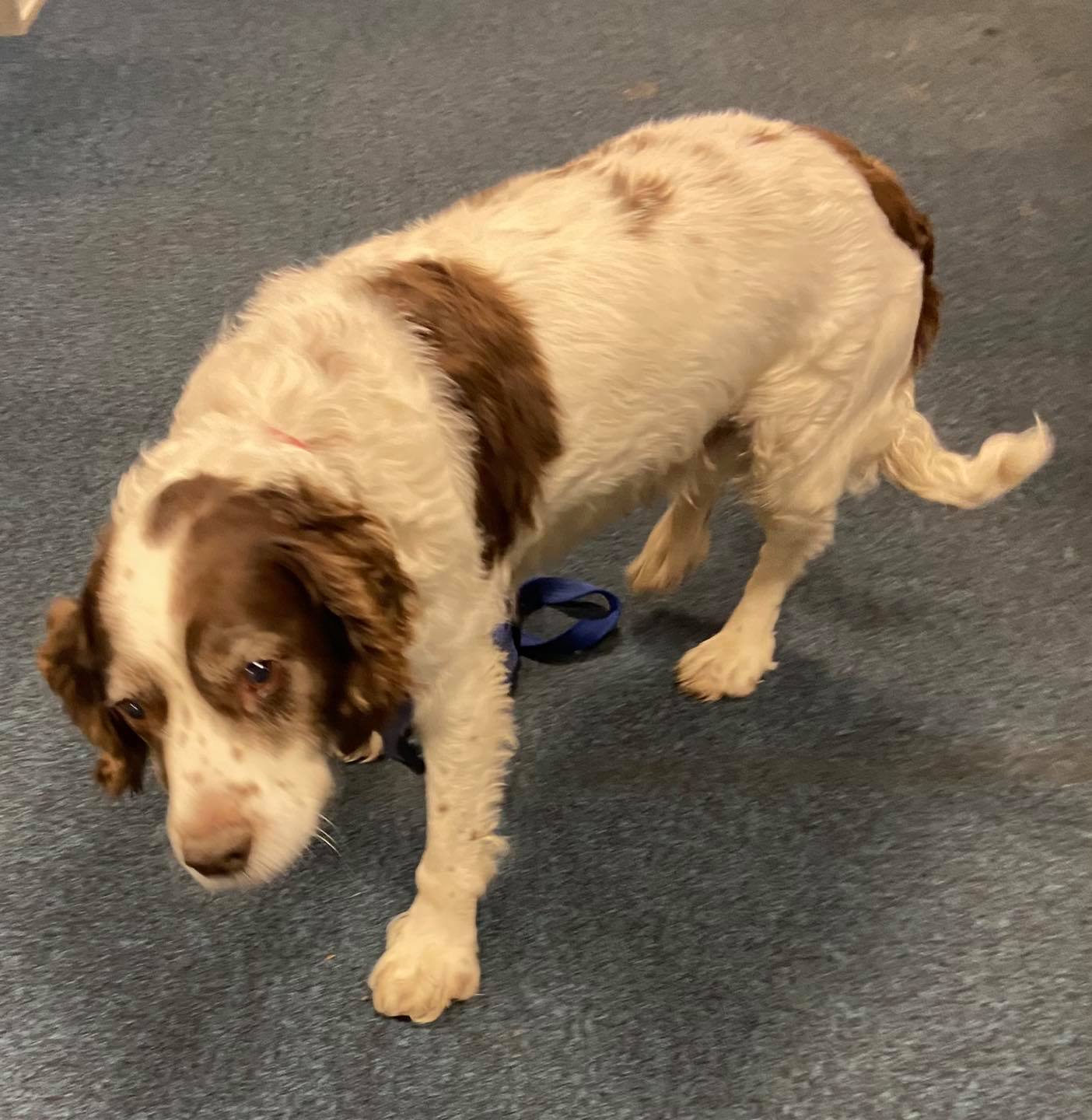 Faulty chip causes problems finding this dog’s family in York