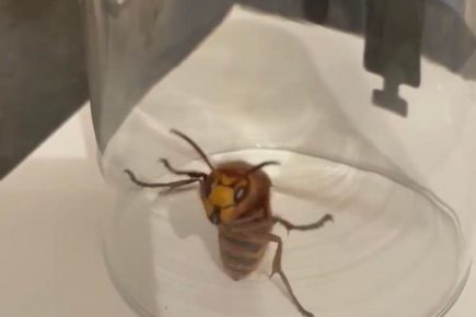 Look at the size of it! Family find huge hornet in their loft