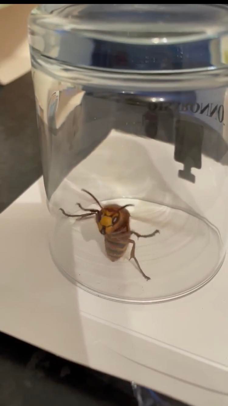 Look at the size of it! Family find huge hornet in their loft