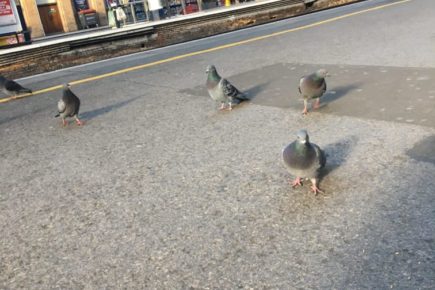 Bird lovers criticise ‘cruel’ pigeon cull at York Station