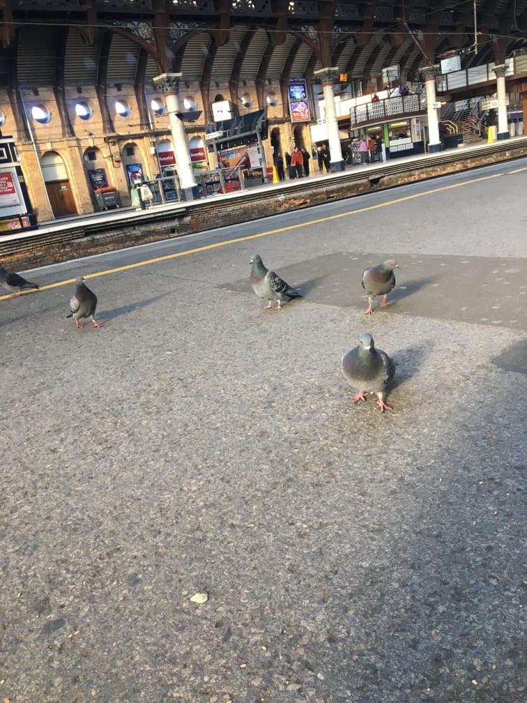 Bird lovers criticise ‘cruel’ pigeon cull at York Station