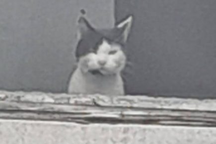 ‘Help! Up here!’ Missing York cat rescued from empty house after he was spotted at the window