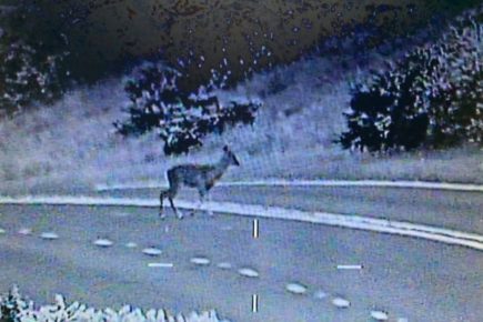 Police warn beware of deer on the roads following five accidents