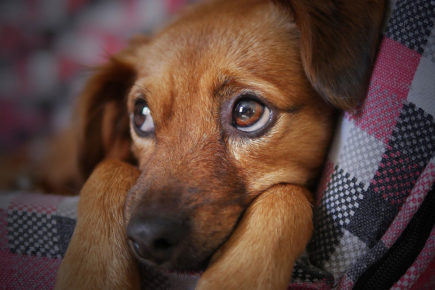 Dog Walk in aid of Keep Your Pet will go ahead on Sunday in York