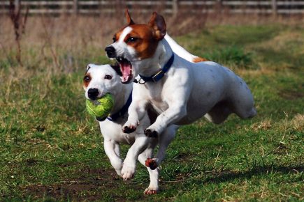 Evicted – The York woman who let her dogs bark relentlessly for FOUR years