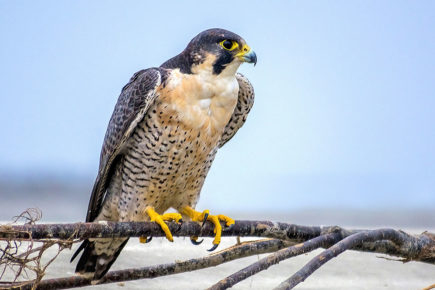 The Bahrain royal family wants to open a bird of prey centre in North Yorkshire