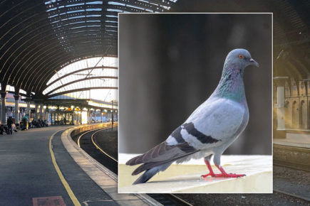 LNER to meet pigeon rescue group after outcry over the shooting of birds
