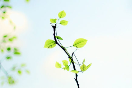 Cricket club hosts community tree planting event