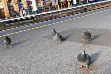 MP calls on LNER to stop shooting pigeons at York station