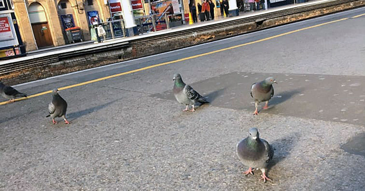 MP calls on LNER to stop shooting pigeons at York station