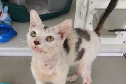 Jonny finds his forever home thanks to York Cats Protection