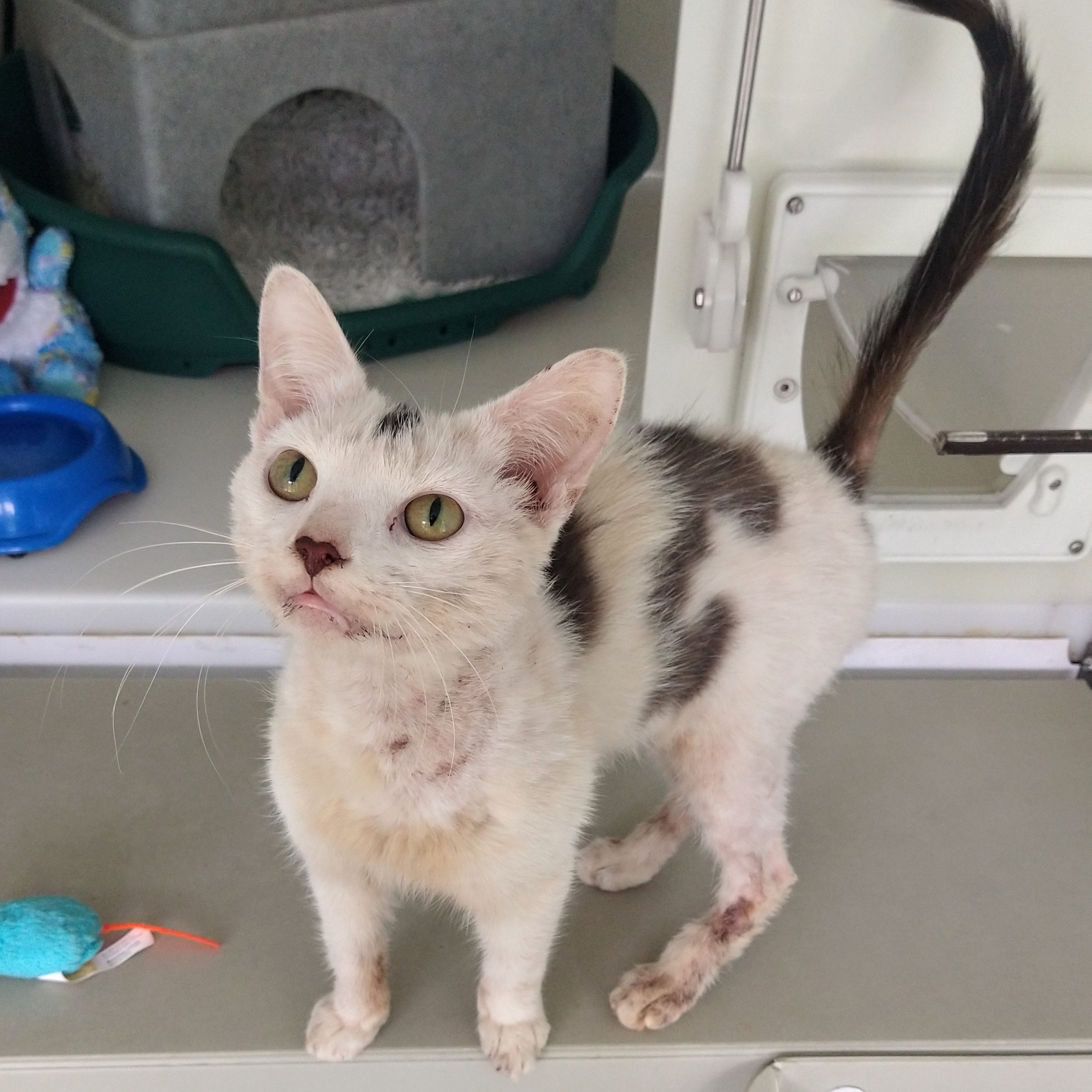 Jonny finds his forever home thanks to York Cats Protection
