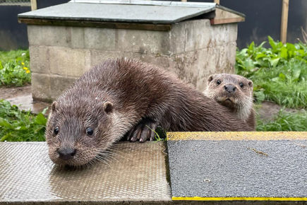 Otters separated from mothers during storm start new life on River Ouse