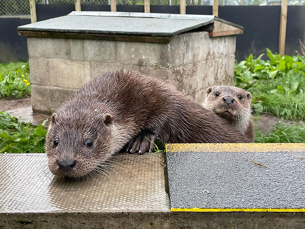 Otters separated from mothers during storm start new life on River Ouse
