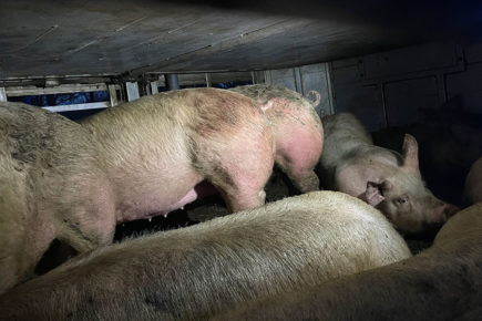 Fire chief talks of the ‘distressing’ scenes they faced after pig lorry crash
