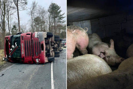 Road closed after lorry holding 200 pigs overturns in North Yorkshire