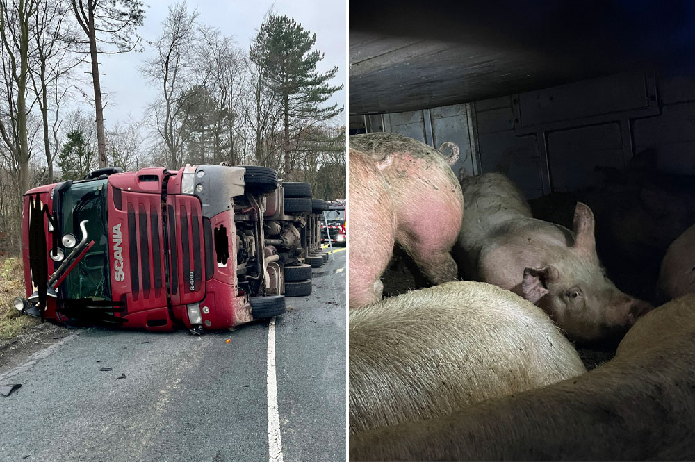 Road closed after lorry holding 200 pigs overturns in North Yorkshire