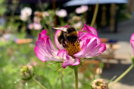 Stop using harmful weed killer and save our bees, campaigners urge York council