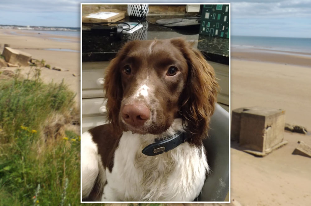 ‘Something’s definitely not right’ – Owner speaks out after dog falls sick after seaside visit