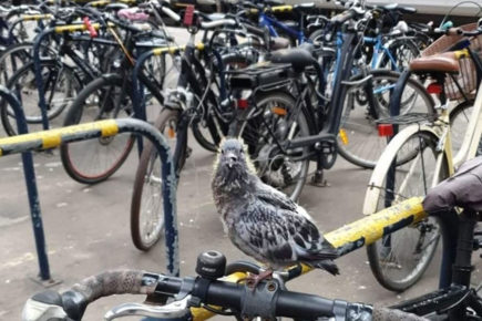 Could York’s station pigeons be spared? LNER considers an alternative to shooting them