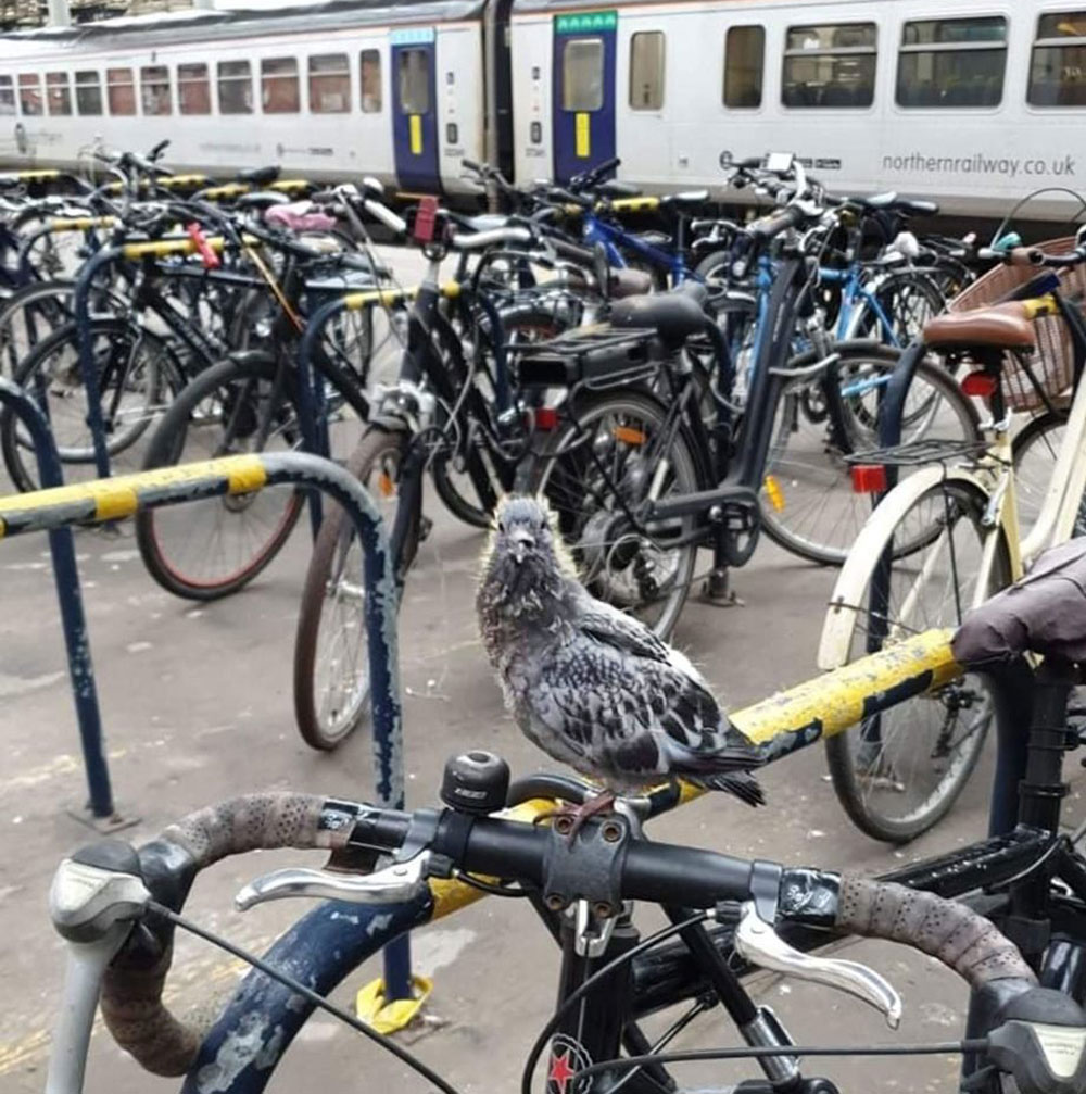 Could York’s station pigeons be spared? LNER considers an alternative to shooting them