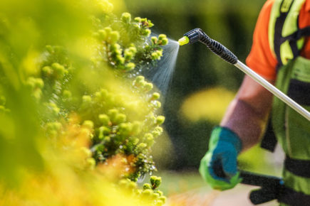 York to keep using controversial weed killer – despite its impact on bees