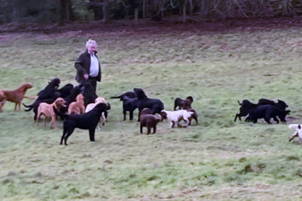 Tragedy as 13 dogs electrocuted after storm brings down power line