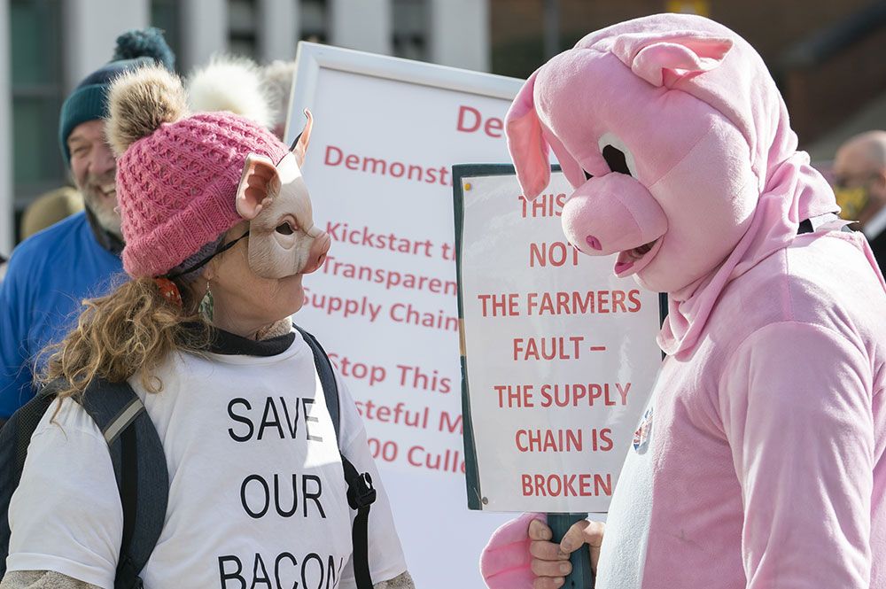 This is why these pigs took to the streets of York today