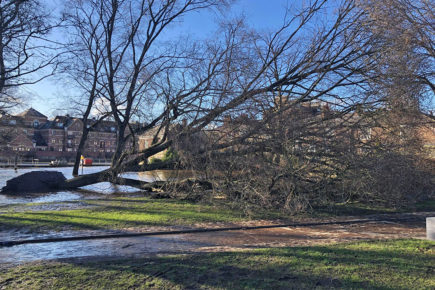 Shock as huge tree crashes down in York city centre