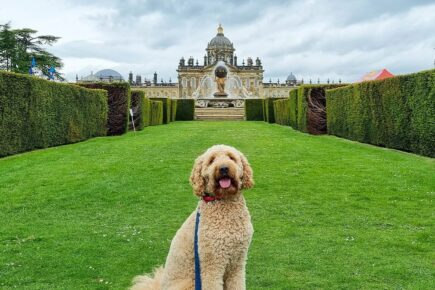 Gallery From The Festival of Dogs at Castle Howard