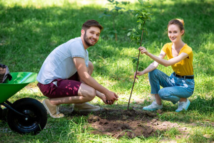 The great tree giveaway! Free trees for York residents to celebrate Queen’s Jubilee