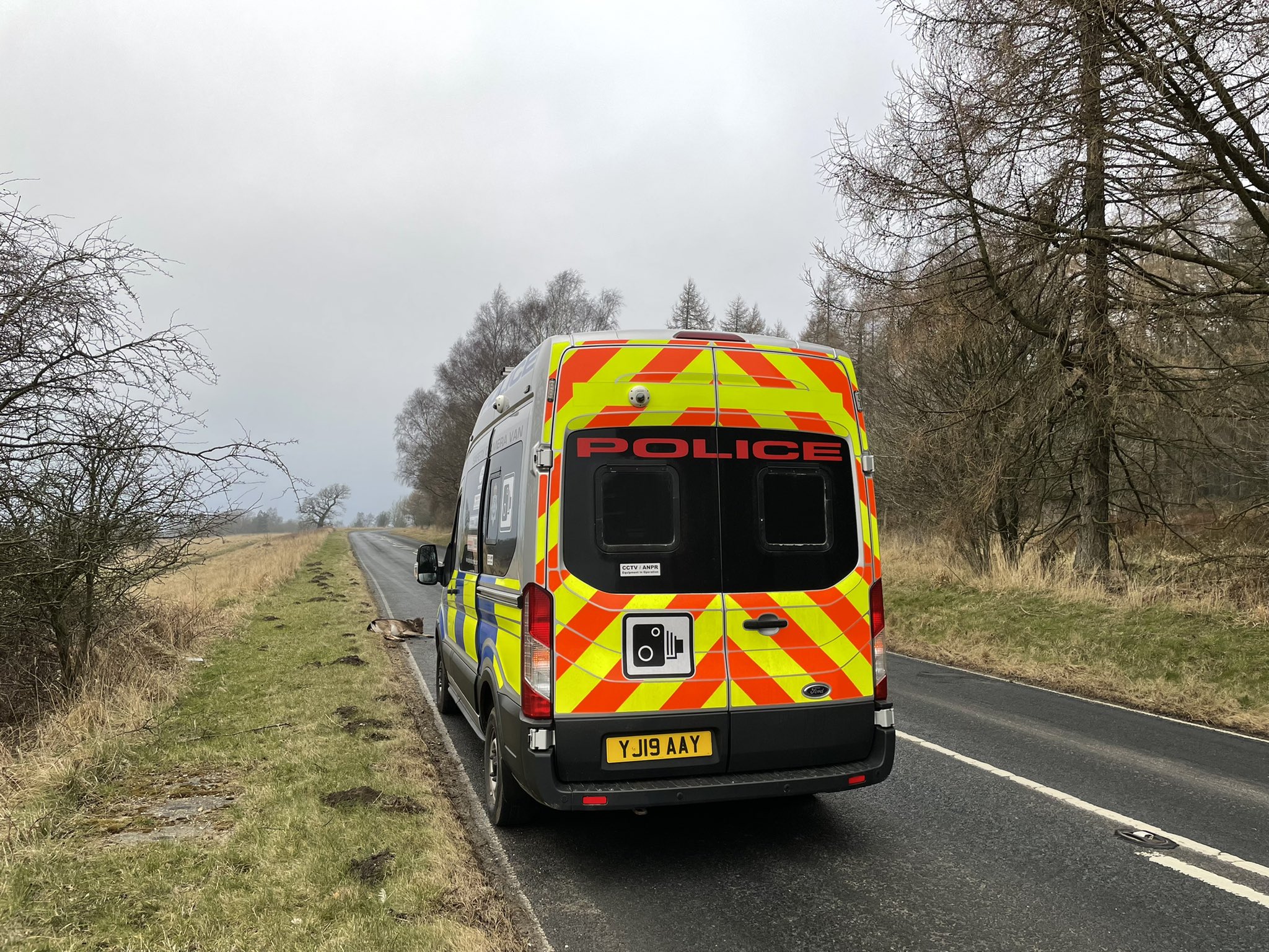 Two Deer die after collision on a road near Malton