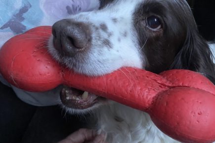 Police say farewell to retired PD Ronnie