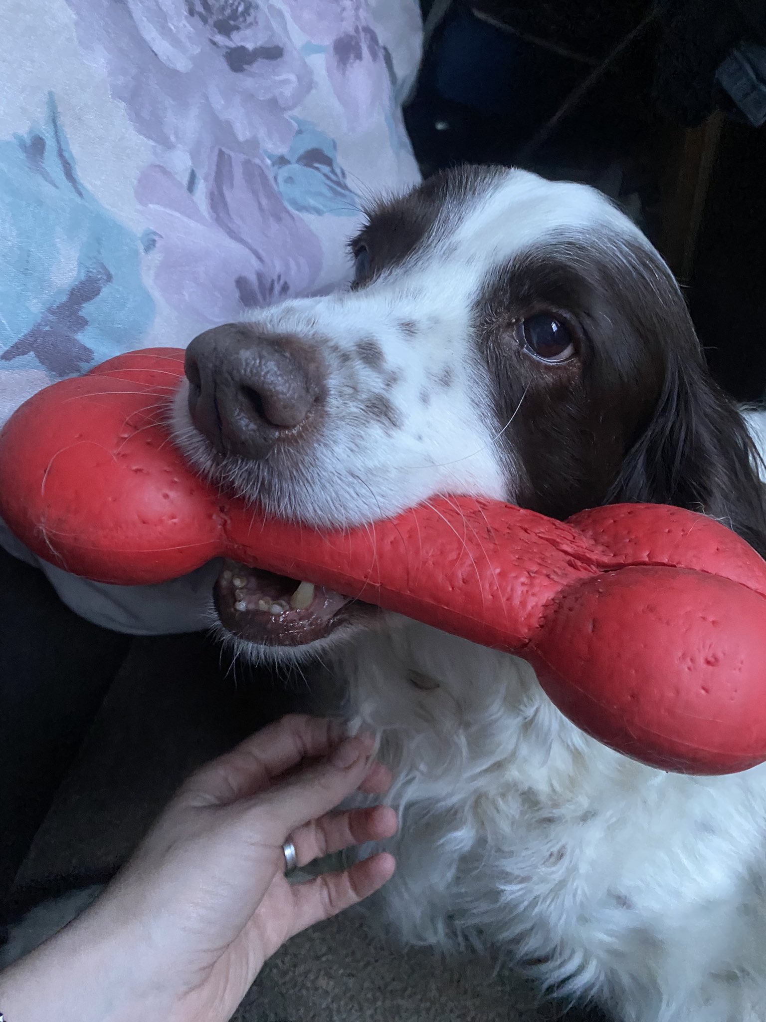 Police say farewell to retired PD Ronnie