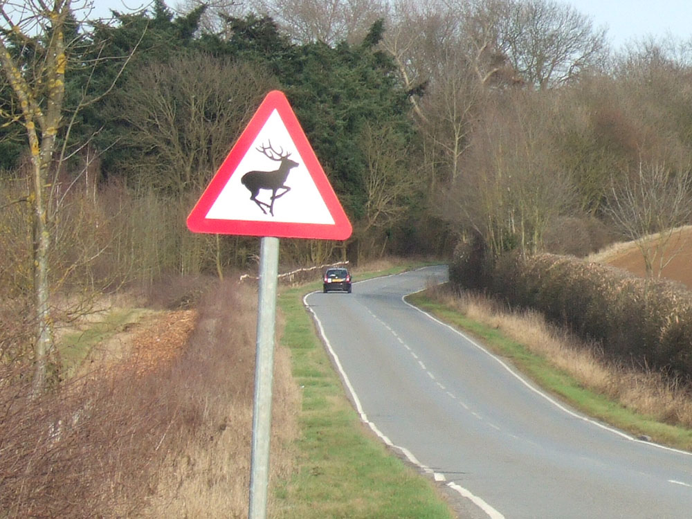 Motorcyclist hurt after collision with deer