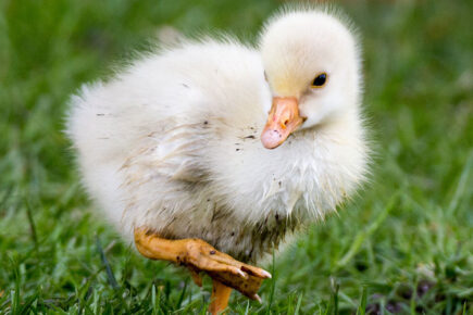Firefighters help RSPCA rescue duckling in York